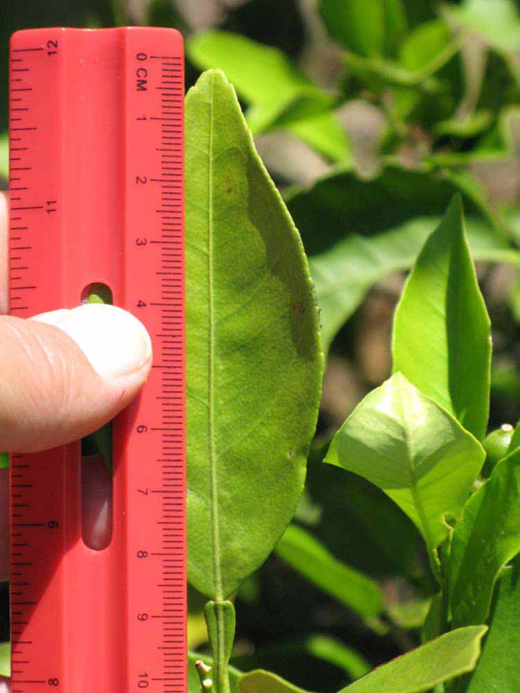              Unifoliolate leaf (Winter Haven, FL)       